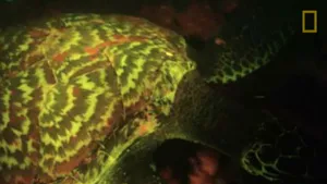 Premieră în lumea reptilelor: O specie de broască ţestoasă biofluorescentă, descoperită de biologi - VIDEO
