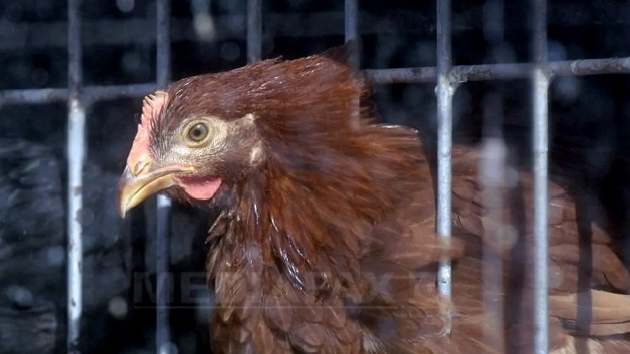 Specialiştii britanici creează pui rezistenţi la gripa aviară