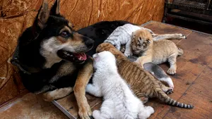 FOTO | O căţea a adoptat patru pui de tigri rari, într-o rezervaţie din China