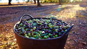 Donald Trump şi atacul asupra măslinelor europene. De ce se tem americanii