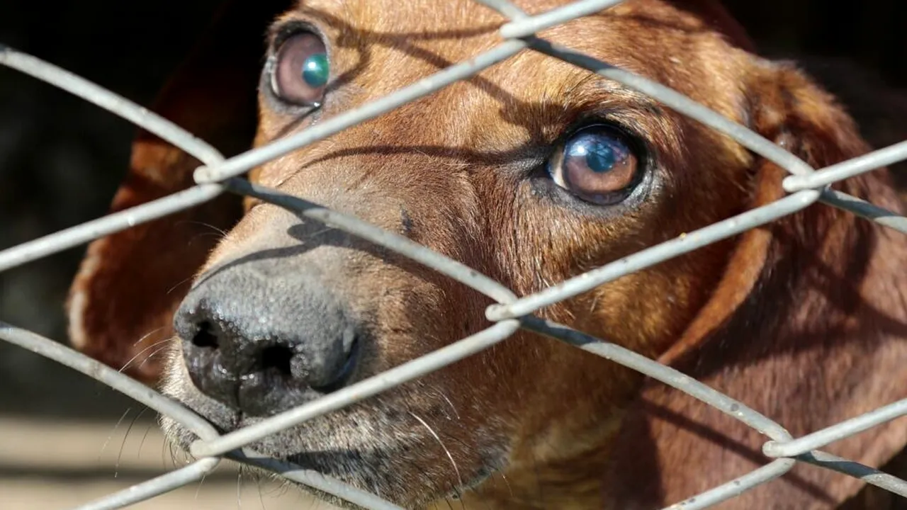 Autoritățile din Coreea de Nord le recomandă oamenilor să mănânce supă din carne de câine pentru a face față caniculei