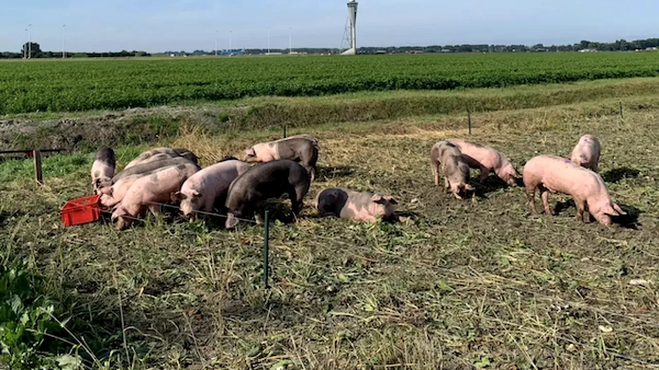 ”Patrulă de porci” în unul dintre cele mai aglomerate aeroporturi din Europa. La ce ajută aceştia