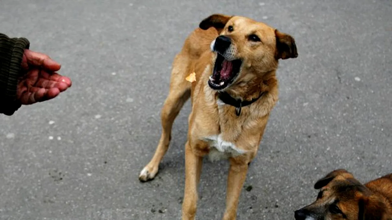 Bucureştenii nu vor fi amendaţi dacă hrănesc câinii vagabonzi, dar vor fi obligaţi să-i declare şi să-i sterilizeze