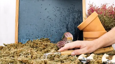 LIFE Șobolanii dispar din grădină cu un ingredient pe care îl ai deja în bucătărie