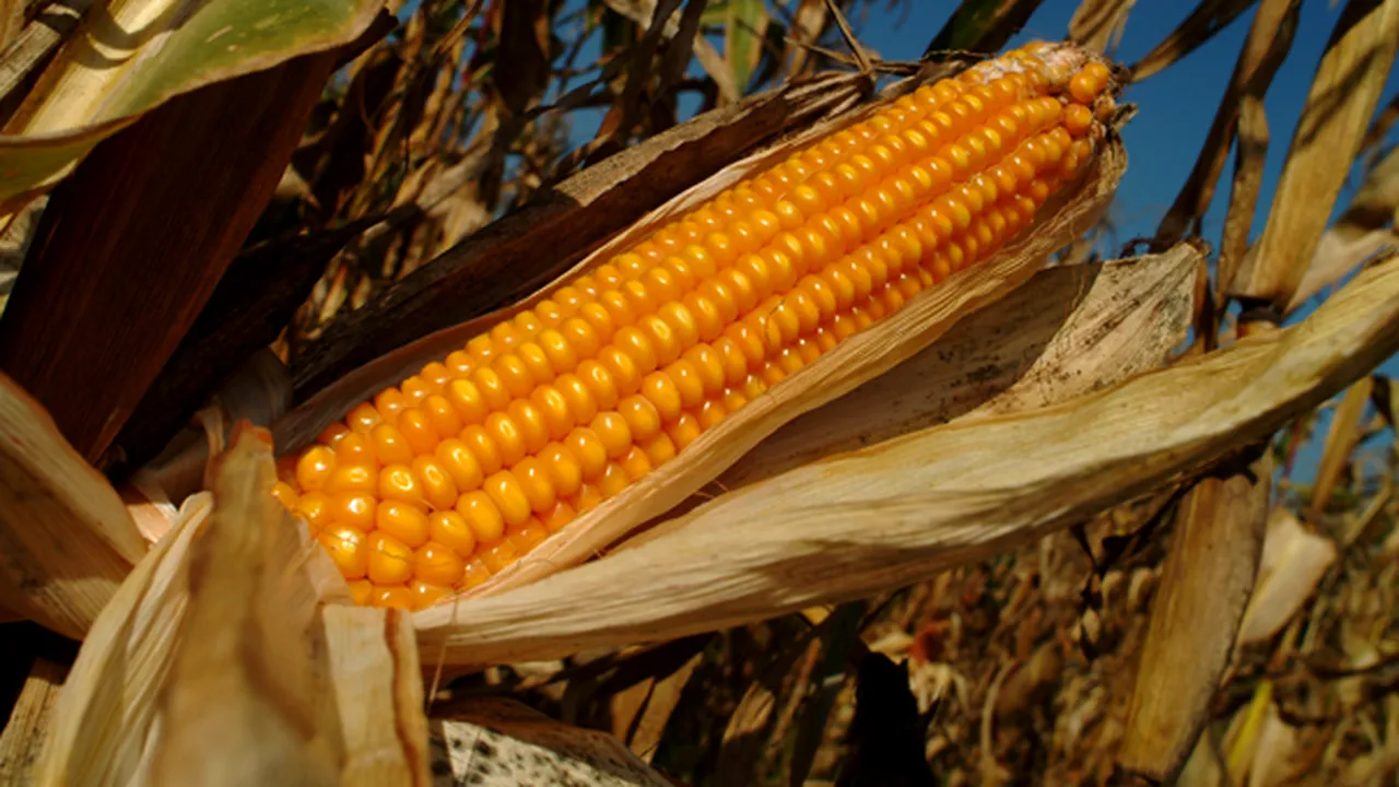 Ministerul Agriculturii: Porumbul nu are 
