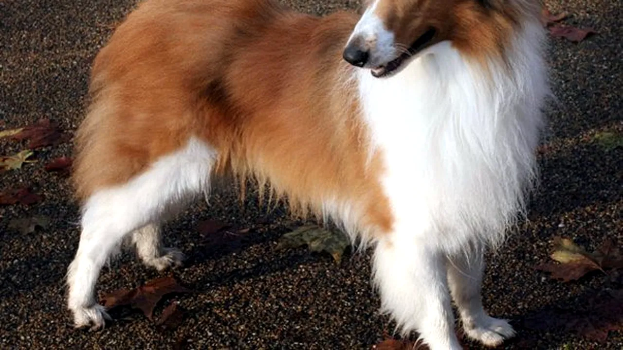 Lassie, pe primul loc în topul celor mai talentate vedete din lumea animalelor
