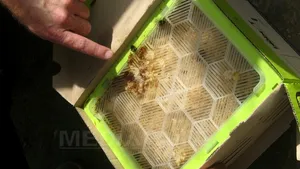 REPORTAJ: Culturi de legume şi fructe din vestul ţării, polenizate natural de bondari aduşi din Belgia - FOTO