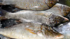 Zeci de mii de kilograme de peşte şi produse de peşte, retrase de la vânzare de inspectorii ANPC