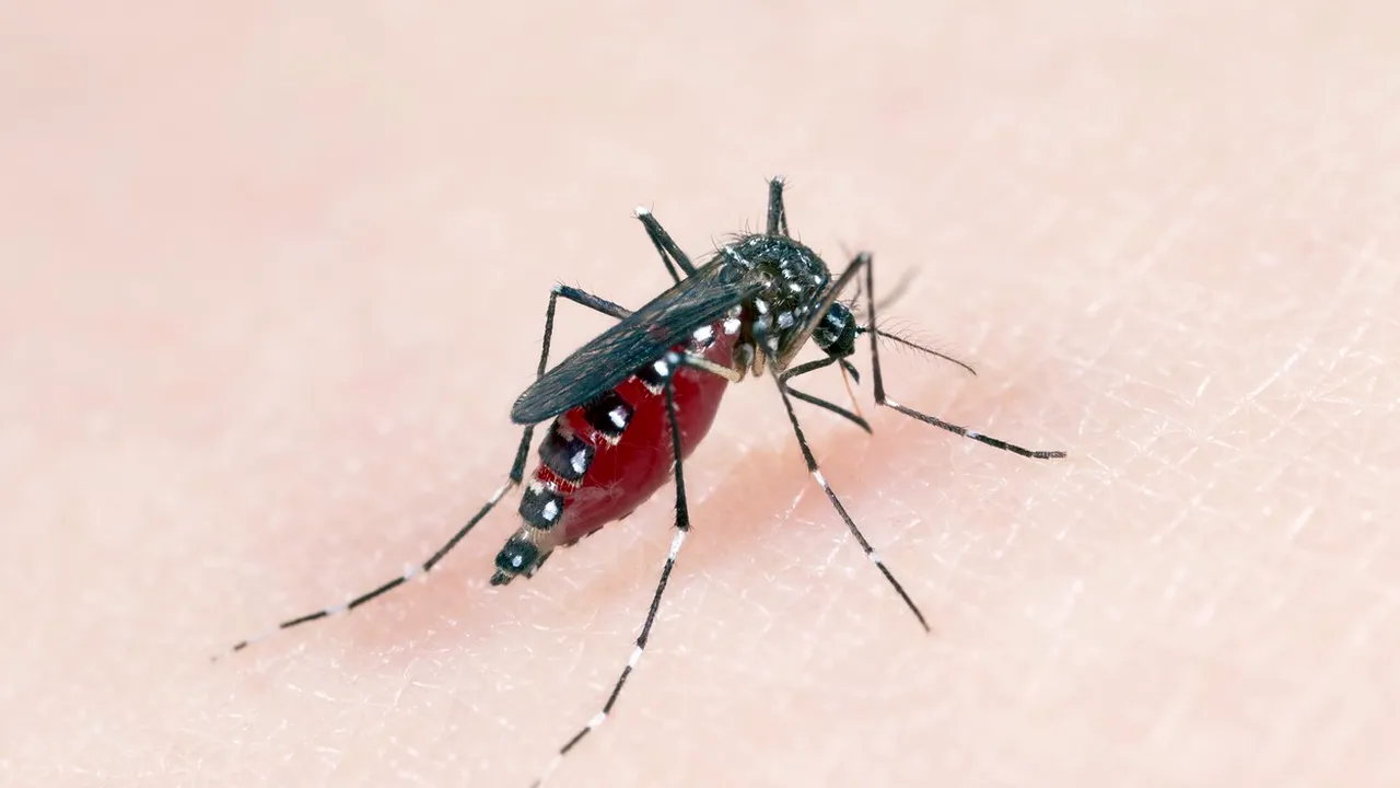 750 de milioane de ţânţari modificaţi genetic vor fi eliberaţi în Arhipelagul Florida Keys
