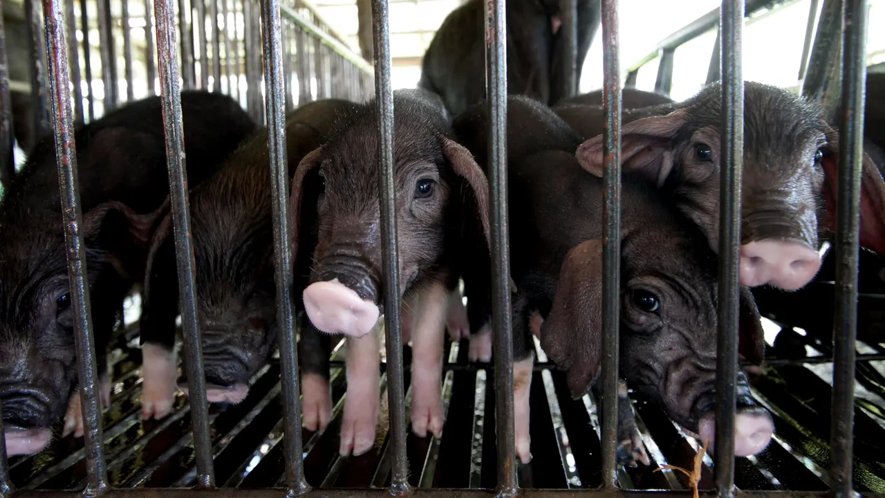 Raport ONU: Lumea tratează simptomele pandemiei, nu cauzele/ „Ne putem aştepta să vedem un flux constant de boli trecând de la animale la oameni în anii următori”