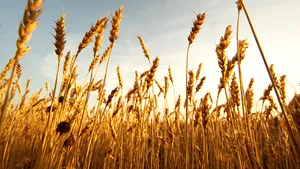 Recoltele record din acest an vor conduce probabil la scăderea preţurilor cerealelor