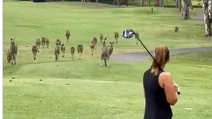 Un meci de golf este întrerupt de o gaşcă de canguri! Video viral