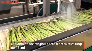 ZF: O cultură de sparanghel poate aduce venituri de 100.000 de euro în patru ani