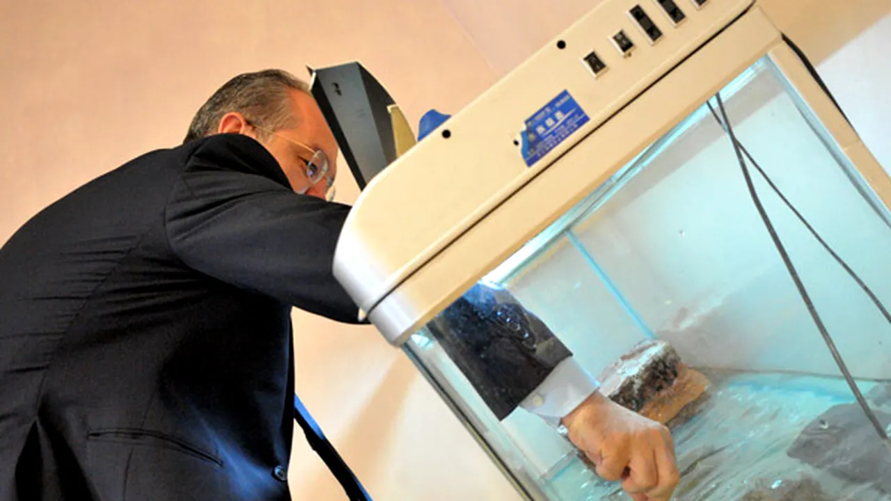 REPORTAJ: Prima zi de muncă a lui Boc în Primărie - şi-a găsit biroul modernizat şi a hrănit ţestoasele - FOTO