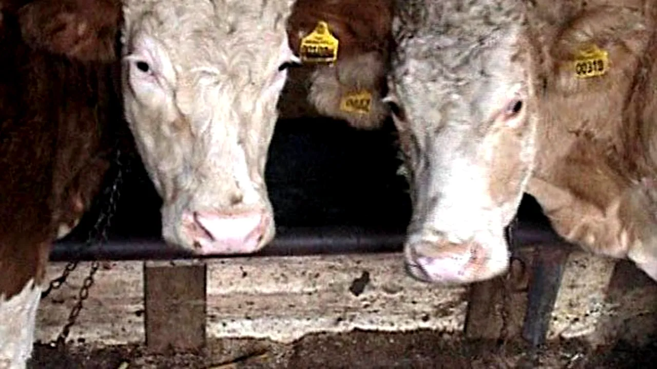 Secretarul Comisiei pentru Agricultură a Senatului: Interdicţia ANSVSA privind vânzarea bovinelor, o lovitură foarte dură la adresa fermierilor