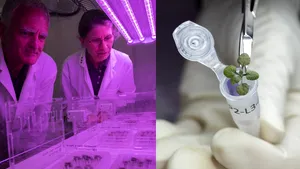 Vom putea cultiva broccoli şi conopidă pe Lună. Cultivarea cartofilor pe Marte mai poate aştepta 