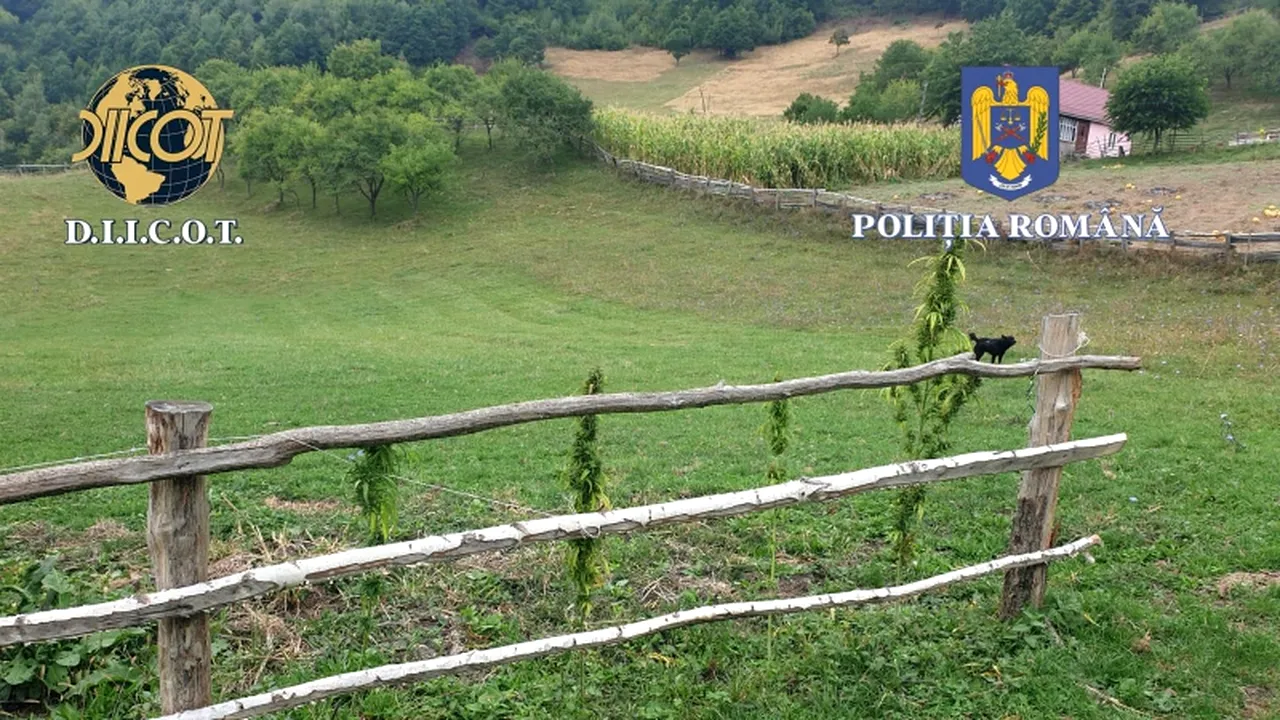 Cultură outdoor de canabis în Bistriţa-Năsăud. Doi membri ai aceleiaşi familii, arestaţi