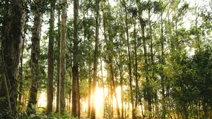 Romsilva câștigă procesul pentru peste 43.000 de hectare de pădure din Bacău. Suprafața rămâne în proprietatea statului