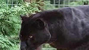 Zoo Bucureşti: O panteră a fost ucisă în timp ce vroia sa evadeze
