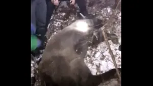 Un pui de zimbru a fost salvat de jandarmii din Caraş-Severin după ce a fost prins în laţ