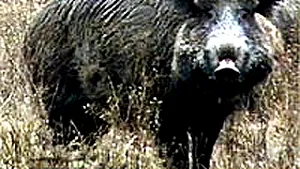 Un porc mistreţ pune pe fugă doi poliţişti germani