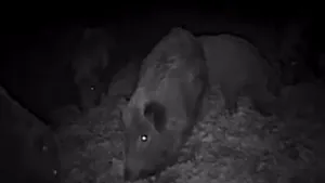 VIDEO Imagini nocturne din Neamţ cu o turmă de porci mistreţi care se pregăteşte de iarnă
