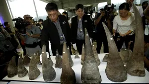 Indienii au ars 2.500 de coarne de rinocer confiscate de braconieri