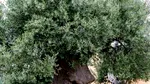 Povestea impresionantă a Gigantului din Corato: măslinul milenar din Puglia care a dat naștere unui ulei celebru