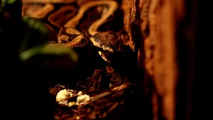 Sângele de piton ar putea revoluționa tratamentele de slăbit, după descoperirea GLP-1 cu ajutorul unei specii de șopârla