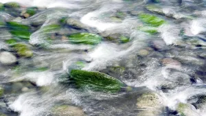 Algele toxice ar putea fi cauza decesului unei familii. Unde au fost găsite trupurile neînsufleţite