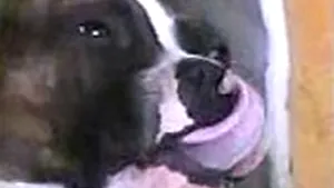 Dâmboviţa: Bărbat de 71 de ani a fost muşcat de un pitbull
