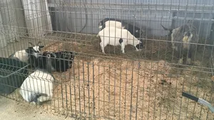 Angajaţii Circului Globus: Fără animale, circul va muri. Declaraţii pro şi contra folosirii animalelor în spectacole