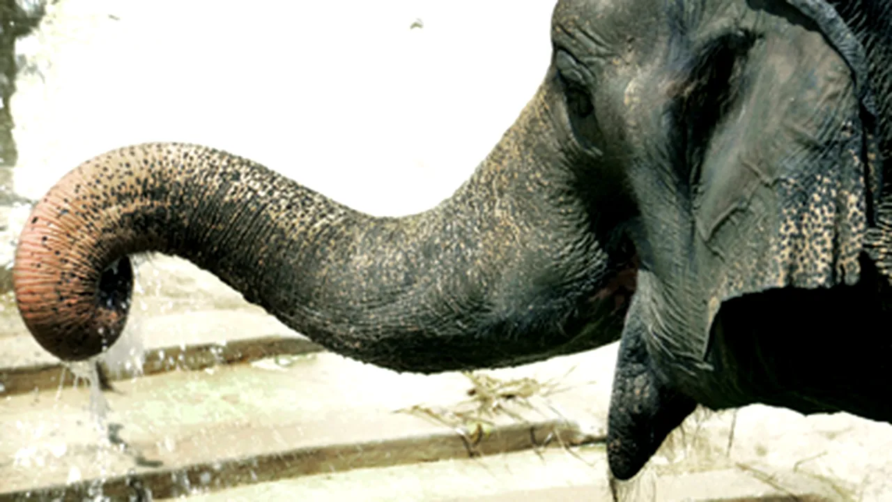 Elefant din Seul, anchetat de poliţie
