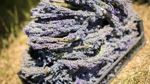 Festivalul Sănătăţii şi Frumuseţii din natură - Lavender Fest: Ateliere de wellness, muzică, vin, târguri - FOTO