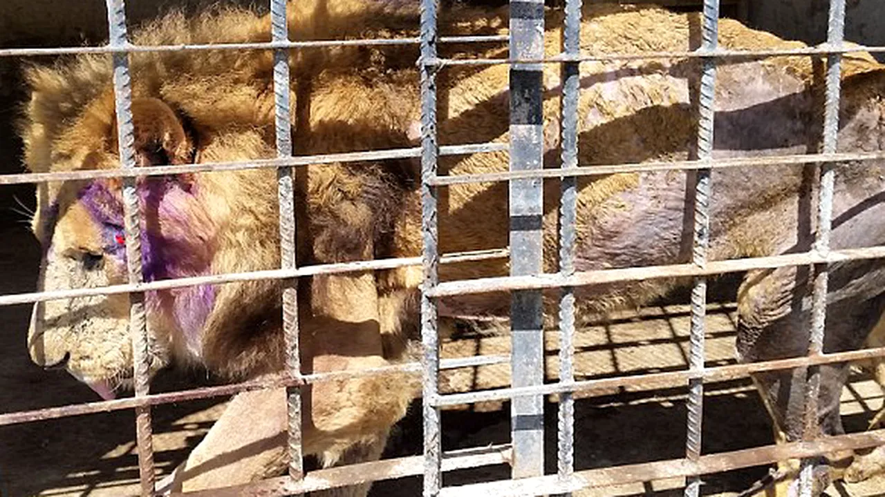 Sute de animale dintr-o grădină zoologică din Yemen se mănâncă între ele, fiind abandonate pe fondul războiului 