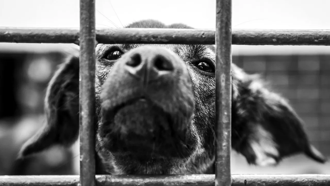 Cel mai mare adăpost de animale din Galaţi, în pericol din cauza coronavirusului