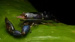 „Racul ucigaș” din America de Nord, descoperit într-un parc din Roma. De ce este o amenințare pentru fauna locală