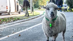 Procuror DIICOT Tulcea, reţinut pentru că a luat mită o oaie