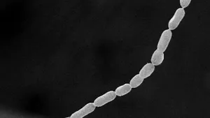 Bacteria gigantică vizibilă cu ochiul liber: atinge 2 centimetri, de 5.000 de ori mai mult decât alte bacterii