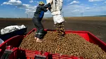 Belarus se confruntă cu o lipsă de cartofi pe fondul politicilor de control al prețurilor impuse de Lukașenko