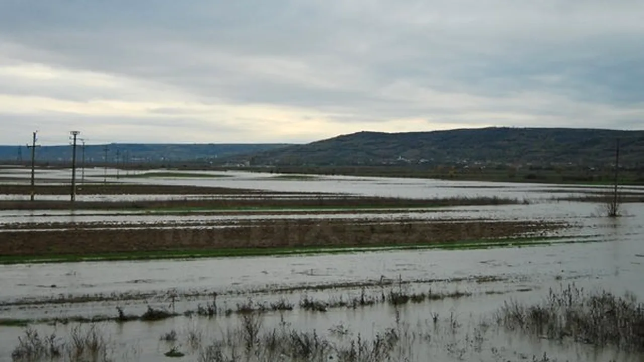 Peste 300 de hectare de teren şi faleza Portului Corabia, inundate în urma revărsării Dunării