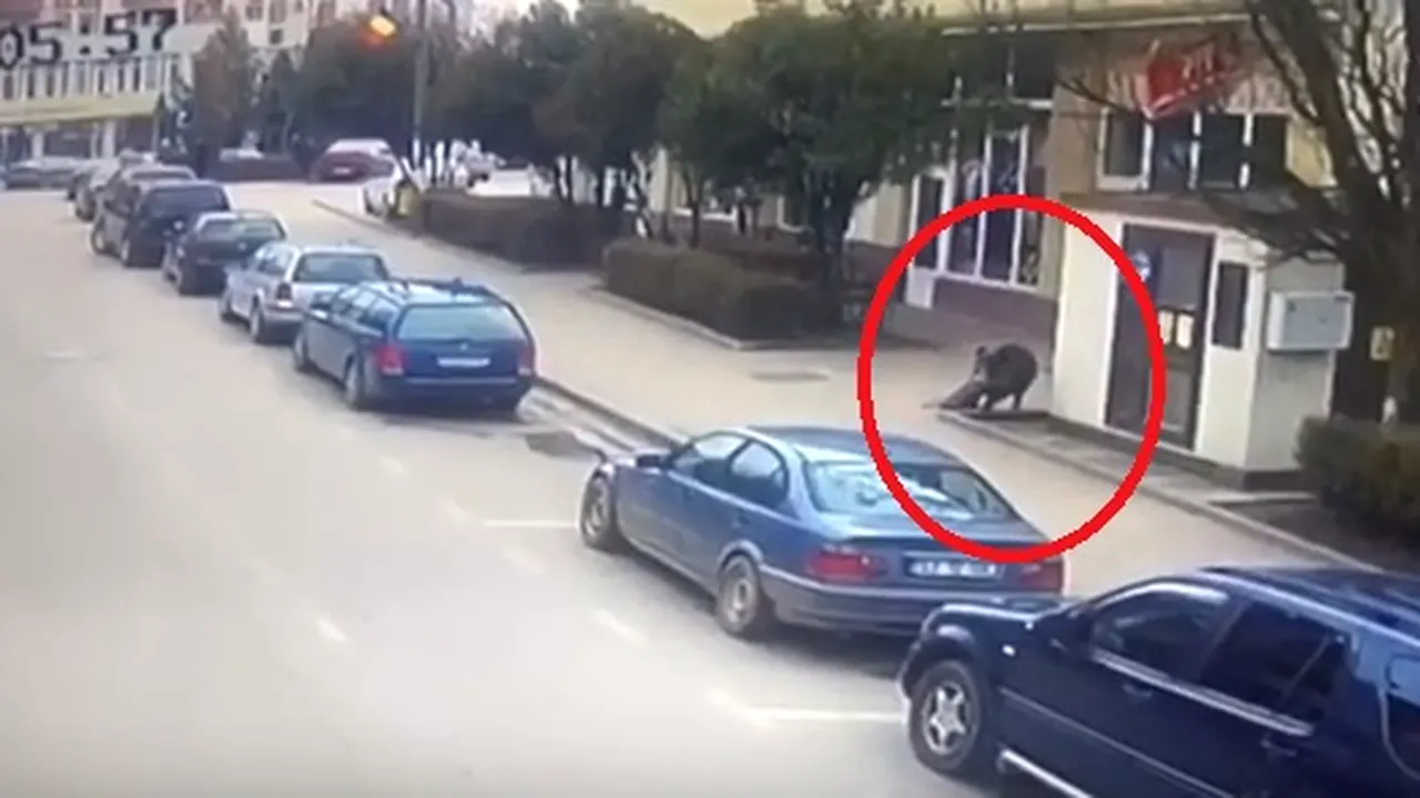 Au ajuns la spital: Un bărbat şi o femeie din Şimleu Silvaniei au fost muşcaţi pe stradă de un mistreţ | VIDEO
