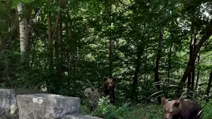 FOTO „Şedinţa foto” cu urşi a costat-o pe o femeie care a ignorat primul avertisment al poliţiei