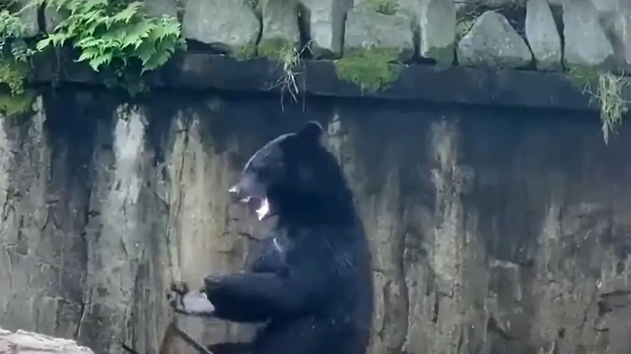 VIDEO Primul urs ninja există! Bruce Lee ar fi invidios să-l vadă!
