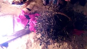 Preocupate de soarta noului Guvern, patru VRĂJITOARE au descântat: 