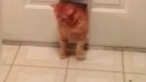 Garfield din viaţa reală: Cum încearcă din răsputeri o pisică să încapă pe gaura unei uşi - VIDEO