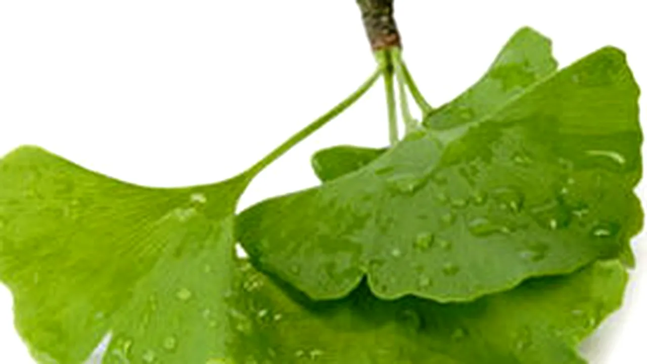 Ginkgo biloba - beneficii şi reacţii adverse