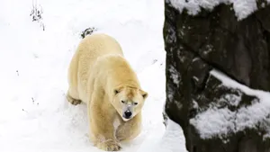 A trezit un urs polar cu o sirenă de ceață și a primit o amendă de peste 4.000 de euro
