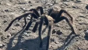 Invazie în SUA: Tarantule cât o farfurie umblă libere, în sezonul de împerechere