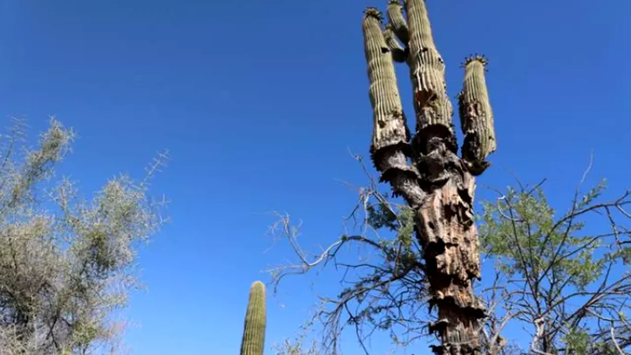 Viaţa la 43 de grade Celsius mai mult de o lună: până şi cactuşii giganţi mor în Arizona
